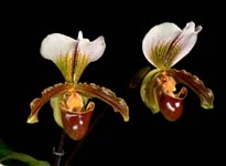 Paph. Leeanum